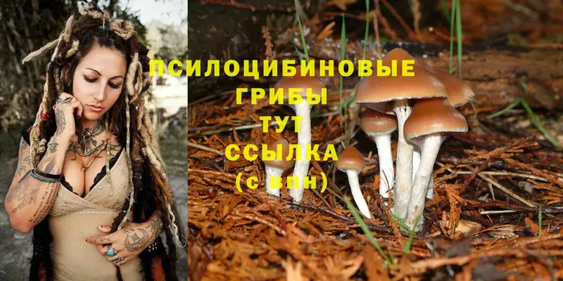 купить  сайты  Салехард  Псилоцибиновые грибы MAGIC MUSHROOMS 